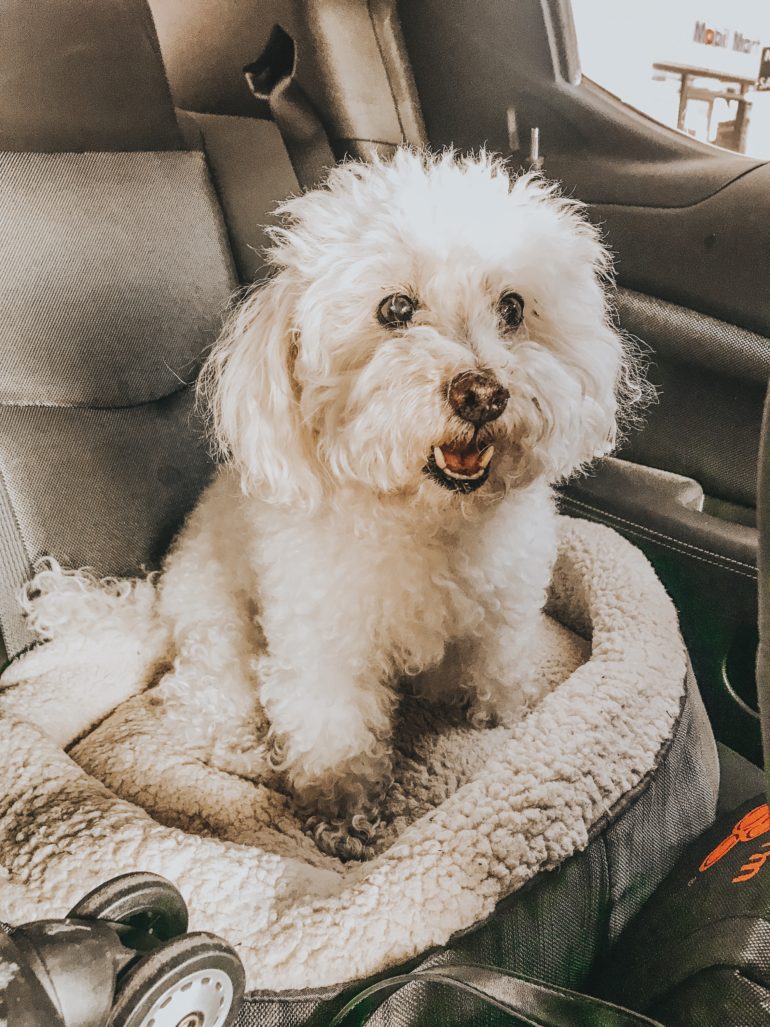 Alexis Alcala's pet dog Cookie on a road trip